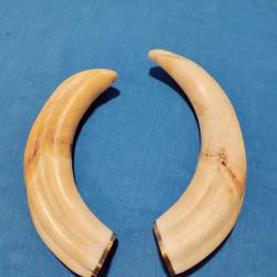 DÉFENSES DE PHACOCHÈRE II