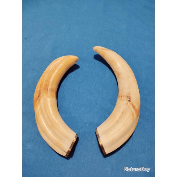 D�FENSES DE PHACOCH�RE II