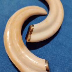 DÉFENSES DE PHACOCHÈRE III