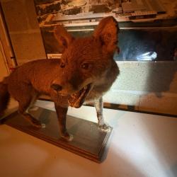 Renard empaillé ancien