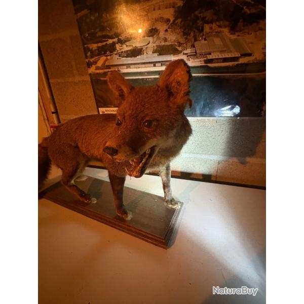 Renard empaill� ancien