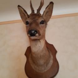Tête de chevreuil naturalisée