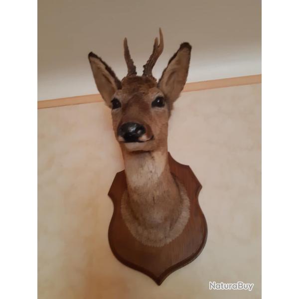 Tte de chevreuil naturalise