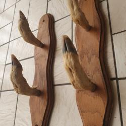 Porte-fusils pattes de chevreuil