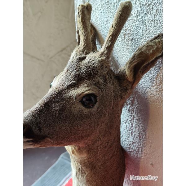 Troph�e chevreuil.