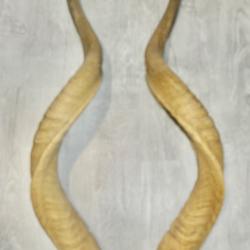 paire cornes de gazelles