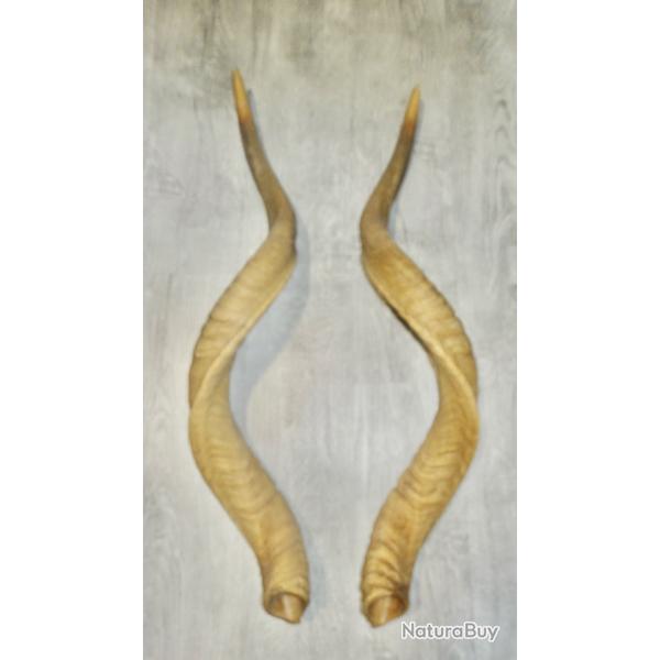 paire cornes de gazelles