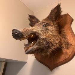 Tête de sanglier naturalisée