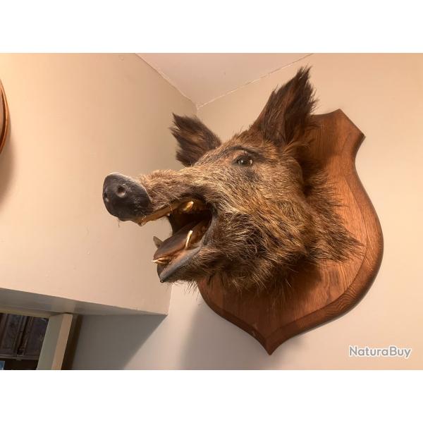 Tte de sanglier naturalise