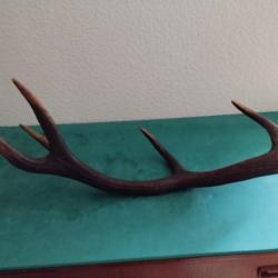 BOIS MUE CERF 5 CORS TEINT 75CM COUTELLERIE USAGE DIVERS
