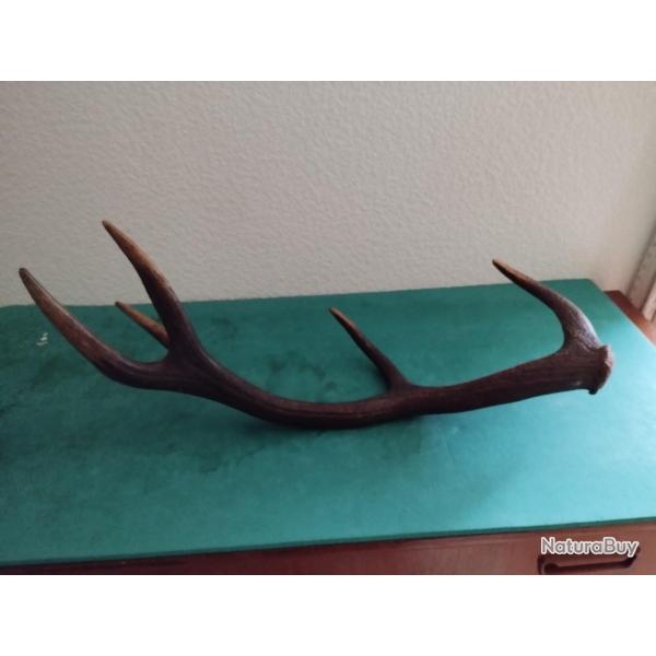BOIS MUE CERF 5 CORS TEINT 75CM COUTELLERIE USAGE DIVERS