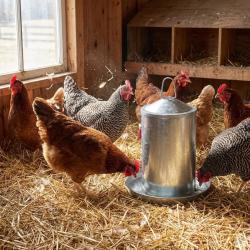 Abreuvoir Poules &agrave; Double Paroi en T&ocirc;le Galvanis&eacute;e de 4 L