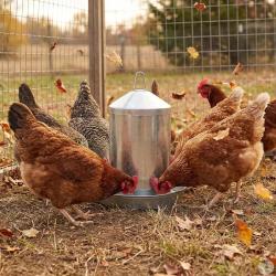 Abreuvoir poules &agrave; double paroi t&ocirc;le galvanis&eacute;e Gaun 12L