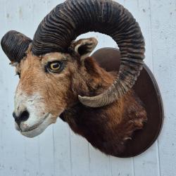 Tête de Mouflon