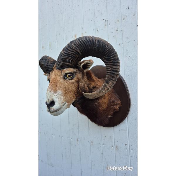 Tte de Mouflon