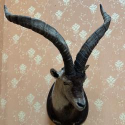 trophée de bouquetin des pyrenées