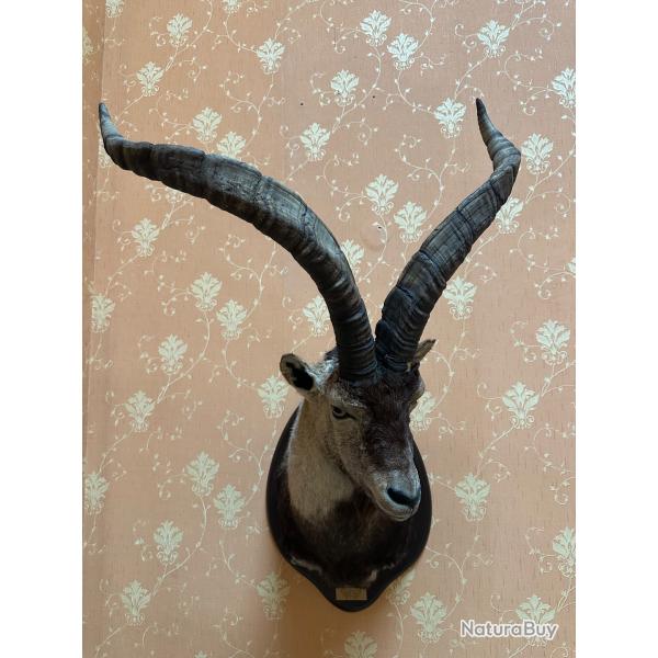 trophe de bouquetin des pyrenes