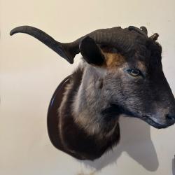 trophée bouc sauvage d'Espagne