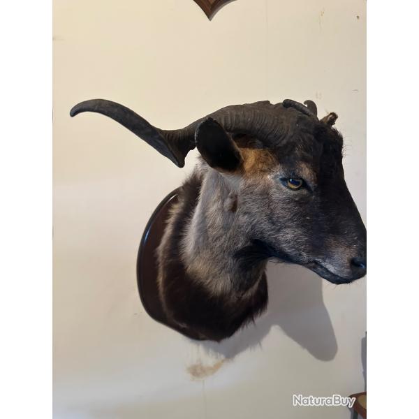 trophe bouc sauvage d'Espagne