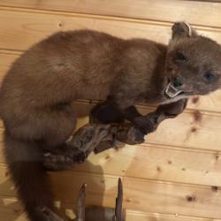 fouine empaill&eacute;e sur support bois