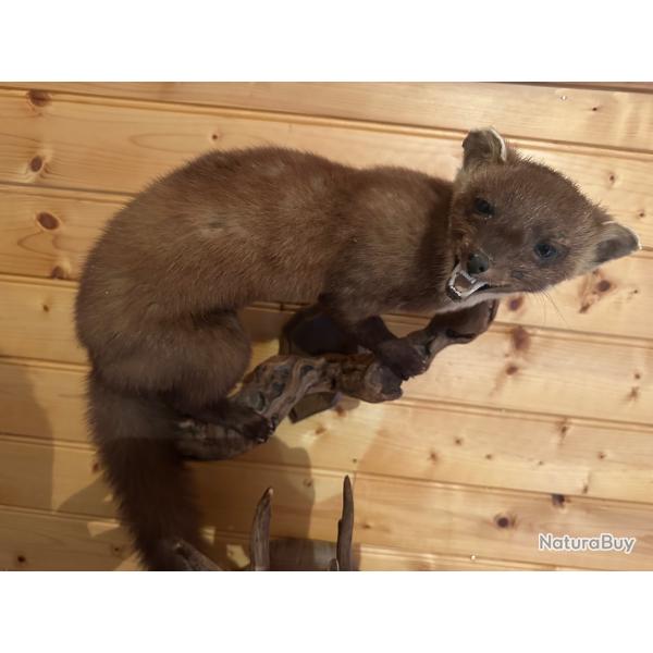 fouine empaill�e sur support bois