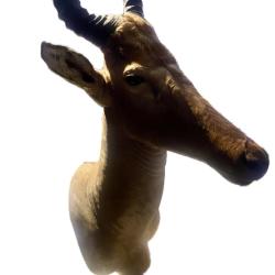 &Agrave; vendre lot de 3 troph&eacute;es de chasse, pays de pr&eacute;l&egrave;vement le Benin.