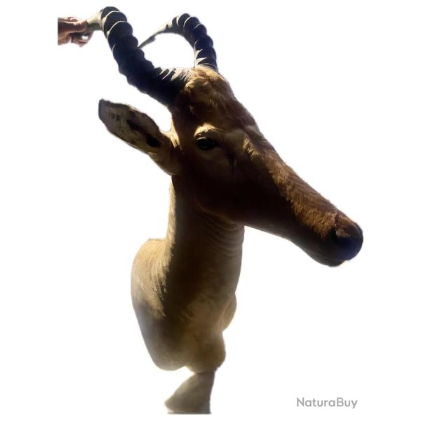 � vendre lot de 3 troph�es de chasse, pays de pr�l�vement le Benin.