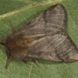 KIT PIEGE+SERINGUE PROCESSIONNAIRE DU CHENE