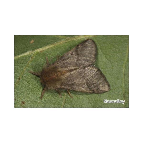 KIT PIEGE+SERINGUE PROCESSIONNAIRE DU CHENE