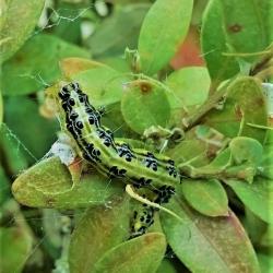 KIT PIEGE+SERINGUE PYRALE DU BUIS