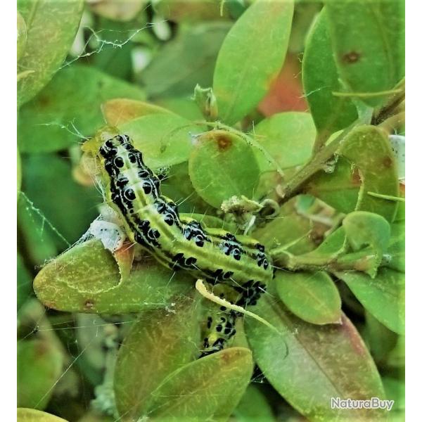 KIT PIEGE+SERINGUE PYRALE DU BUIS