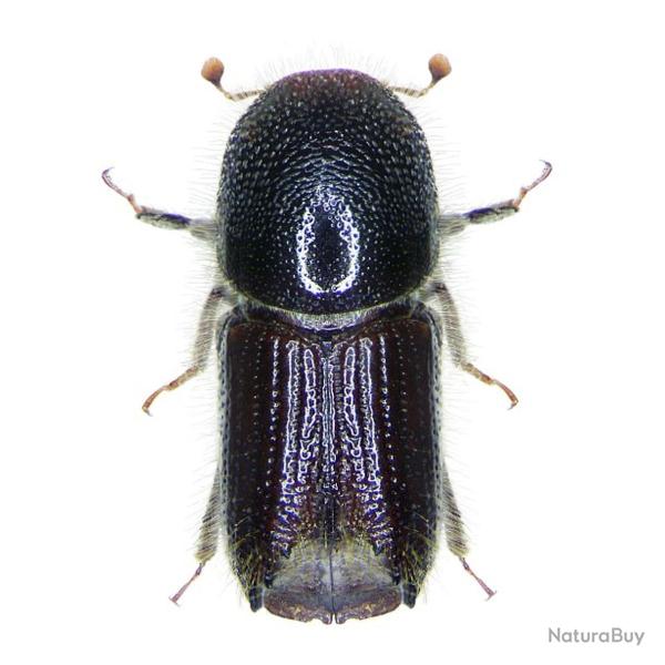 Ph�romones IPSOWIT (sachet de 5 app�ts) pour bostyches