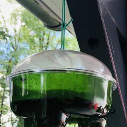 Pi&egrave;ge &agrave; gu&ecirc;pes et frelons