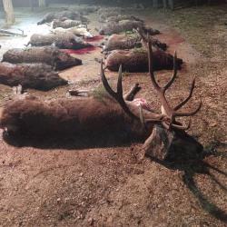 Chasse &agrave; la journ&eacute;e