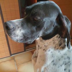 Cherche Pointer femelle adulte