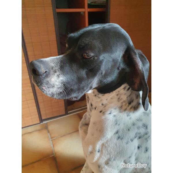 Cherche Pointer femelle adulte