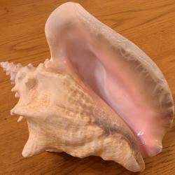 GROSSE ET BELLE CONQUE EXOTIQUE POUR COLLECTION  DE PIECES DIVERSES MARINES + POUR JOLIE DECO MAISON