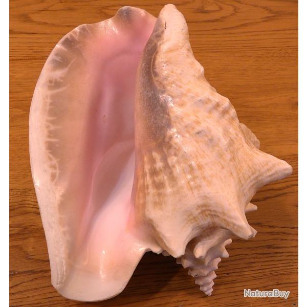 GROSSE ET BELLE CONQUE EXOTIQUE POUR COLLECTION  DE PIECES DIVERSES MARINES + POUR JOLIE DECO MAISON