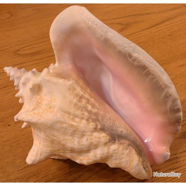 GROSSE ET BELLE CONQUE EXOTIQUE POUR COLLECTION  DE PIECES DIVERSES MARINES + POUR JOLIE DECO MAISON