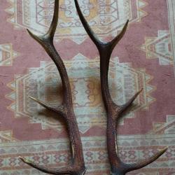 BELLE PAIRE BOIS DE CERF 71CM