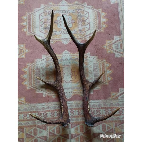 BELLE PAIRE BOIS DE CERF 71CM