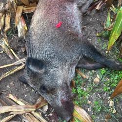 Ni&egrave;vre territoire &agrave; louer