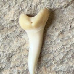 Dent de requin pendentif