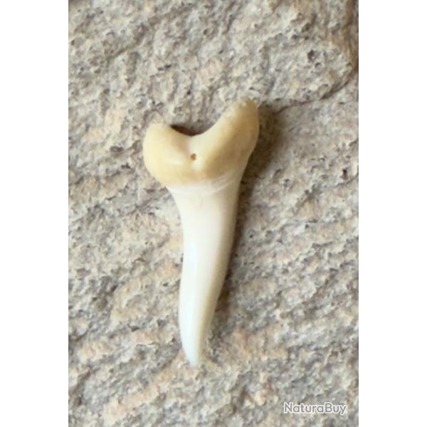 Dent de requin pendentif