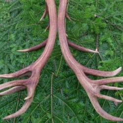 Exceptionnelle paire de mues de cerf  - 18 cors -