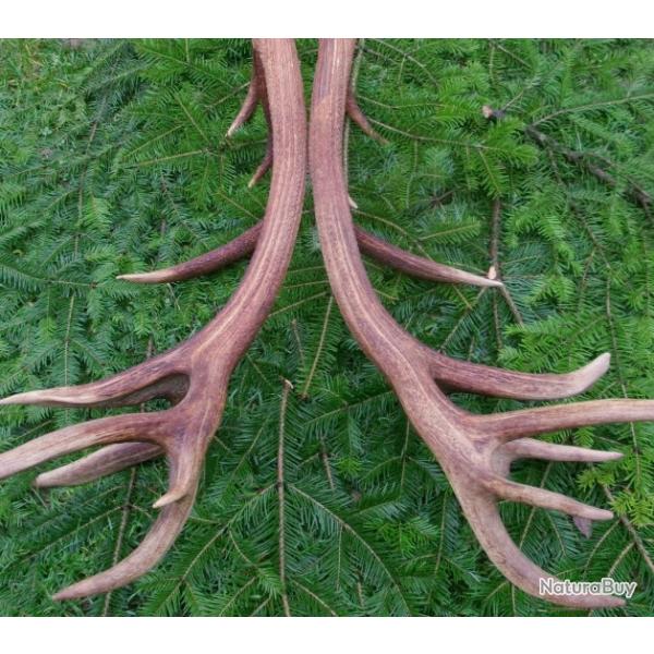 Exceptionnelle paire de mues de cerf  - 18 cors -