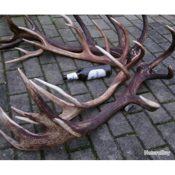 Exceptionnelles 2 paires de mues de cerf  - 30 cors -