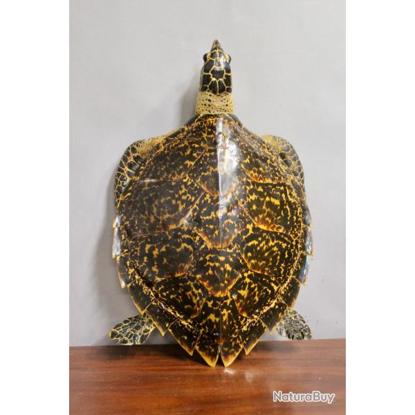 Tortue de mer vintage Taxidermie