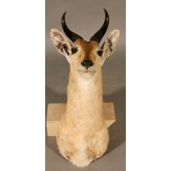 Taxidermie de Redunca ou Kobe des roseaux