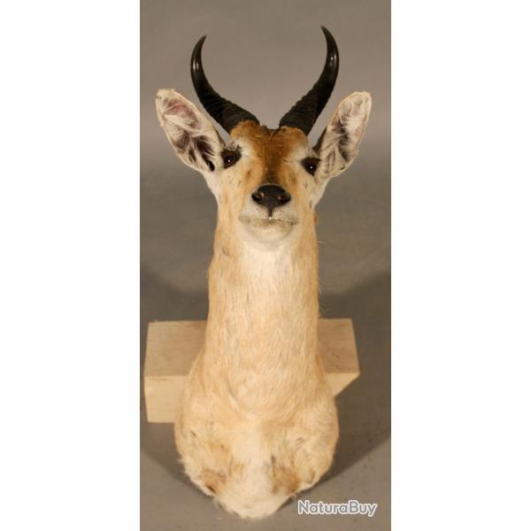 Taxidermie de Redunca ou Kobe des roseaux